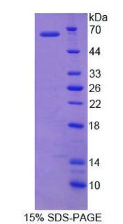 Figure 1. SDS-PAGE