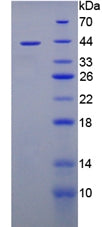 Figure 2. SDS-PAGE