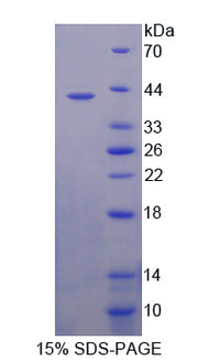 Figure 1. SDS-PAGE