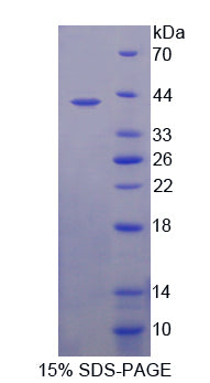 Figure 1. SDS-PAGE