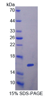 Figure 1. SDS-PAGE