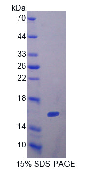 Figure 1. SDS-PAGE