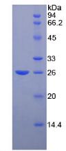 Figure 2. SDS-PAGE