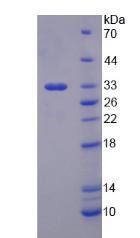 Recombinant Cytochrome P450 1A2 (CYP1A2), RPU53124
