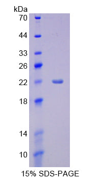 Figure 1. SDS-PAGE