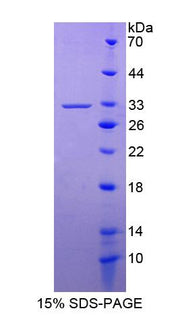 Figure 1. SDS-PAGE