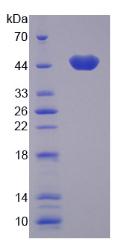 Figure 2. SDS-PAGE