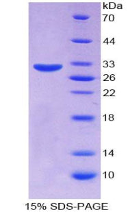 Figure 1. SDS-PAGE