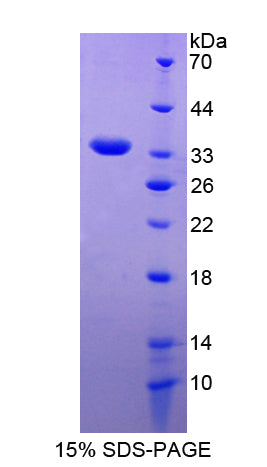 Figure 1. SDS-PAGE