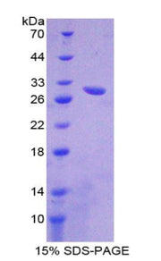 Figure 1. SDS-PAGE