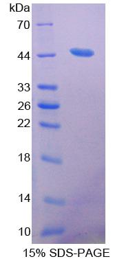 Figure 1. SDS-PAGE