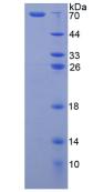 Figure 2. SDS-PAGE