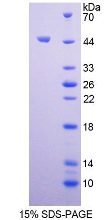 Figure 1. SDS-PAGE