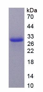 Figure 3. SDS-PAGE