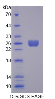 Figure 1. SDS-PAGE