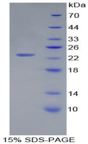 Figure 1. SDS-PAGE