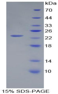 Figure 1. SDS-PAGE