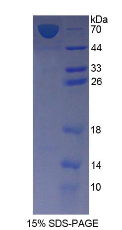 Figure 1. SDS-PAGE