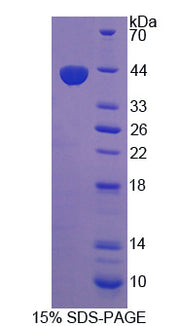 Figure 1. SDS-PAGE