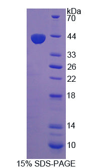 Figure 1. SDS-PAGE