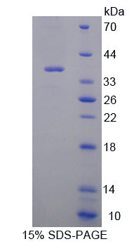 Figure 1. SDS-PAGE