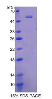 Figure 1. SDS-PAGE