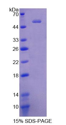 Figure 1. SDS-PAGE