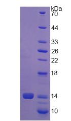 Figure 2. SDS-PAGE