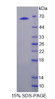 Figure 1. SDS-PAGE