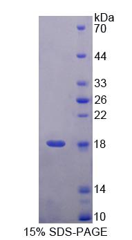 Figure 1. SDS-PAGE