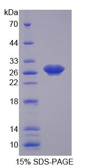 Figure 1. SDS-PAGE