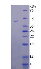 Figure 3. SDS-PAGE