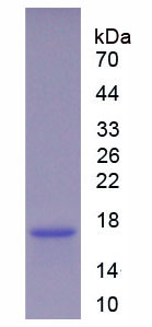 Figure 1. SDS-PAGE