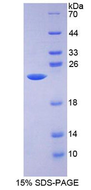Figure 1. SDS-PAGE