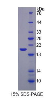 Figure 1. SDS-PAGE