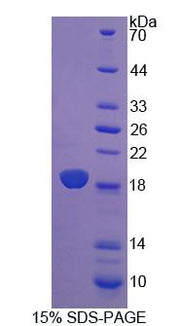 Figure 1. SDS-PAGE