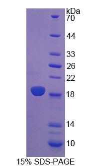 Figure 1. SDS-PAGE