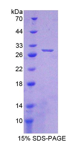 Figure 1. SDS-PAGE