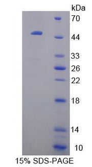 Figure 1. SDS-PAGE