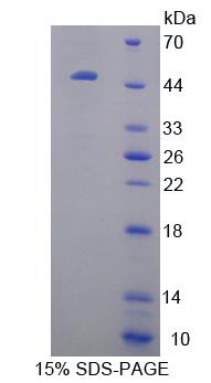 Figure 1. SDS-PAGE