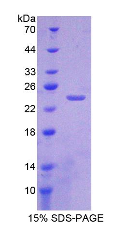 Figure 1. SDS-PAGE