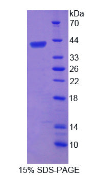 Figure 1. SDS-PAGE