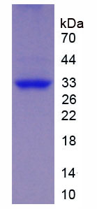 Figure 1. SDS-PAGE