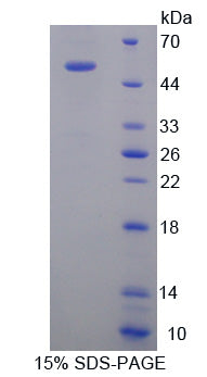 Figure 1. SDS-PAGE