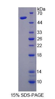 Figure 1. SDS-PAGE