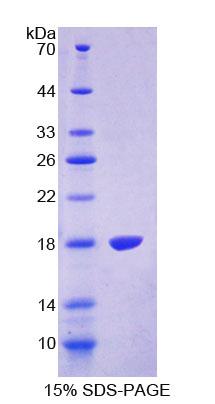 Figure 1. SDS-PAGE