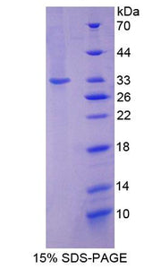 Figure 1. SDS-PAGE