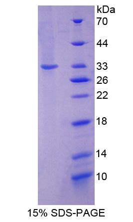 Figure 1. SDS-PAGE