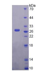 Figure 3. SDS-PAGE