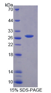 Figure 1. SDS-PAGE
